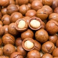 Macadamia